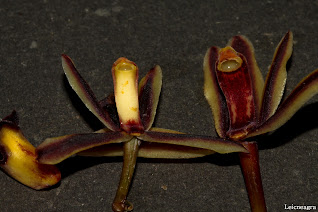 Cymbidium bicolor