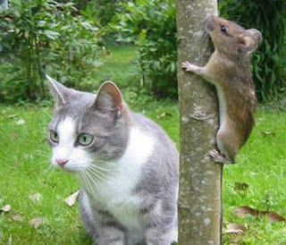 Funny Cat and Mouse