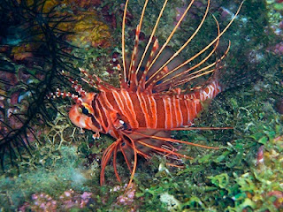 75378513_cvfnhicy_lionfish02-tm.jpg (320×240)