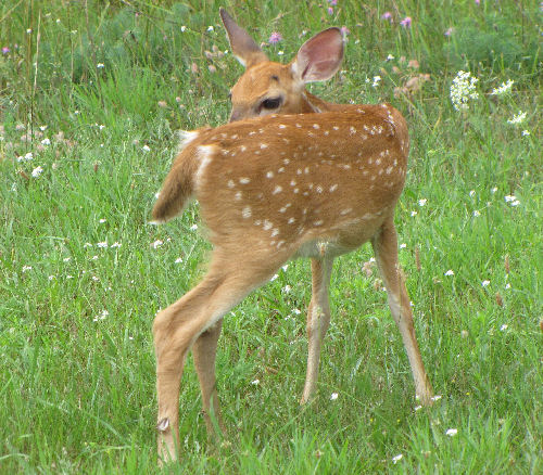 whitetail fawn