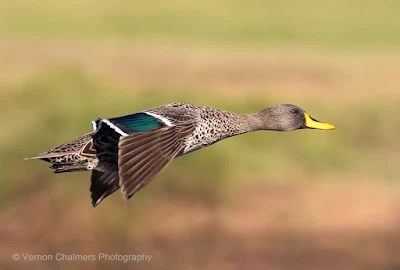 Yellow-Billed Duck in Flight : Canon EOS R at 400mm (100 - 400mm lens with 1.4 Extender)