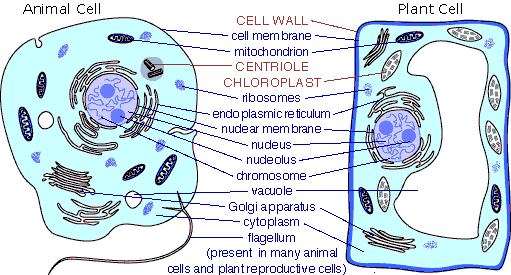Animal Cell Diagram Gcse. pictures animal cell diagram