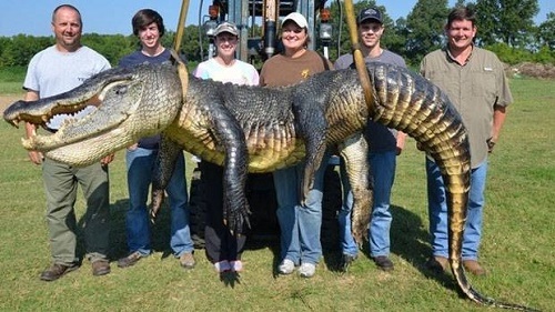 Unbelievable! This Woman Has Caught the Biggest Alligator Ever in Her Town Measuring 13 Feet Long (Photo+Video)