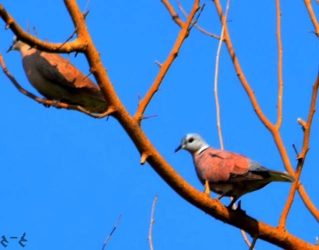 The red turtle dove (Streptopelia tranquebarica), also known as the red collared dove 