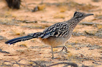 Roadrunner bird pictures