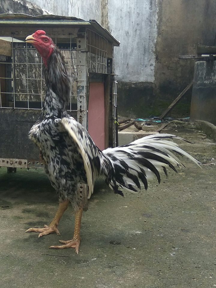 Mengenal warna warna dasar pada ayam  Bangkok JAWARA 