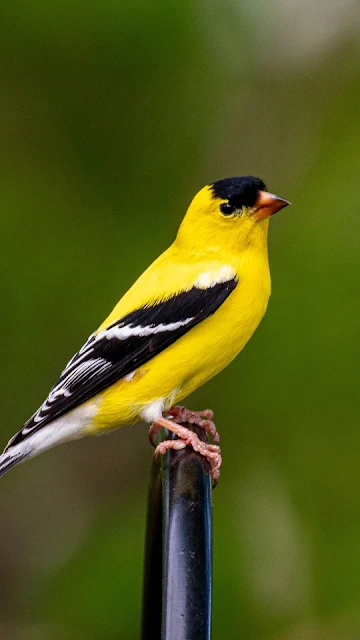 Pássaro Americano Goldfinch