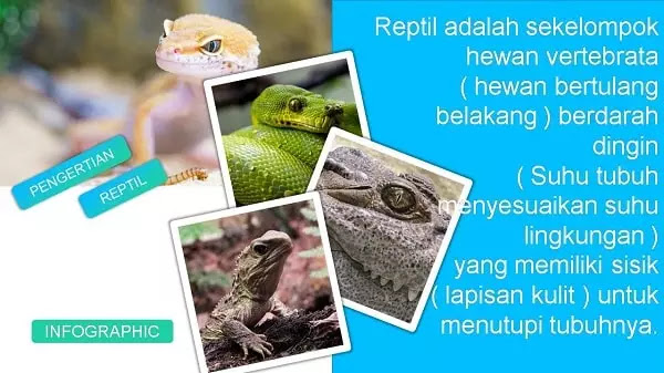 Reptil Pengertian  Ciri Ciri Contoh Dan Mengapa Disebut 