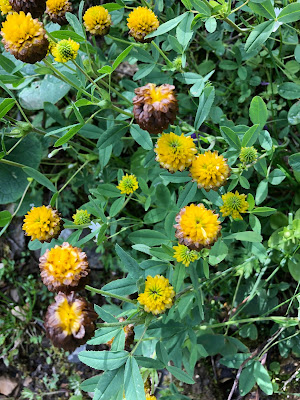 [Fabiaceae] Trifolium badium – Brown Clover (Trifoglio bruno)