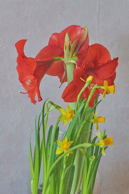 amaryllis met een paar familieleden, de narcis