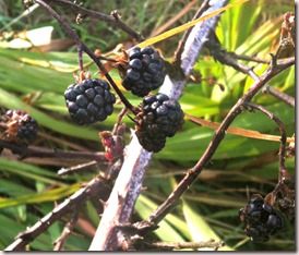 ripe blackberries on a bush