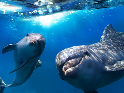 foto de delfin bajo del oceano