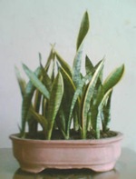 Tanaman Hias Sansevieria Yang Ramah Lingkungan Tanaman Hias Sansevieria Yang Ramah Lingkungan