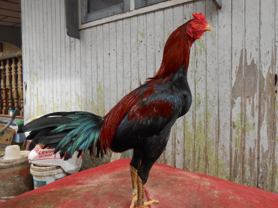 Beberapa Jenis Ayam  Adu  yang Paling Hebat di Arena Sabung Ayam 