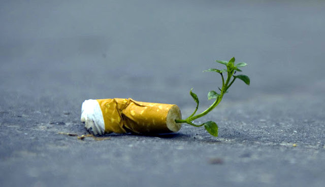 Biodegradable cigarette filter with plant seeds