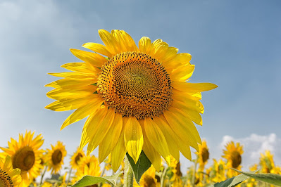 Bibit Unggul Bunga Matahari, memilih tanaman bunga matahari