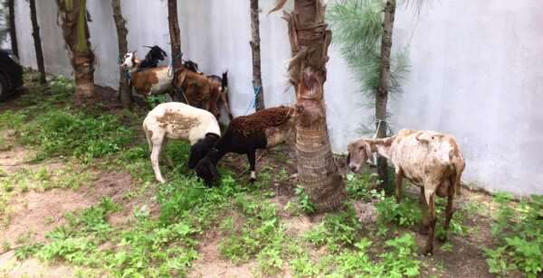 Polícia Militar do Ceará captura seis supeitos de furtos de animais em Granja e Viçosa do Ceará