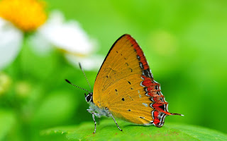 Beautiful Butterfly Images/Pictures