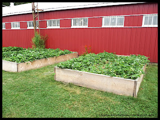 strawberry beds at organic farm