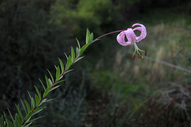 Лилия Уорда (Lilium wardii)