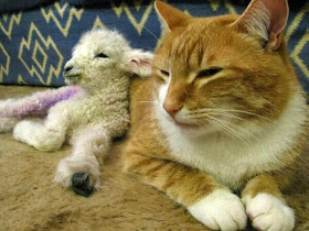 Funny animals of the week - 9 May 2014 (40 pics), cute animals, animal photos, baby lamb sits with cat