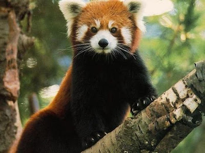 red panda 04 Red Panda