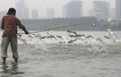 Jumping Fishes