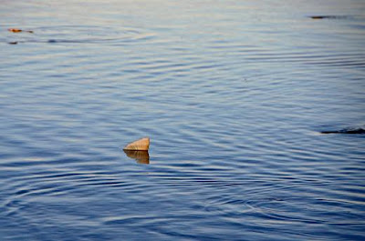 tailing redfish