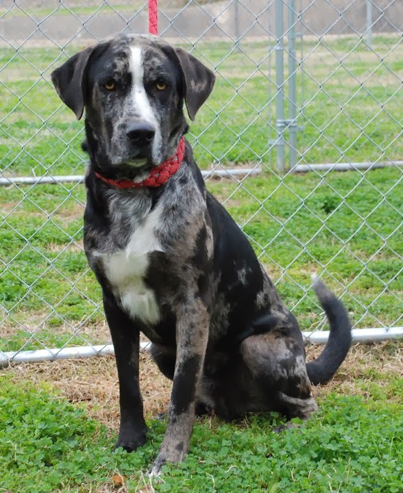 Catahoulas For Sale: Finished Working Dog For Sale