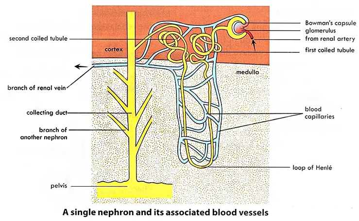structure of the nephron and function of the nephron