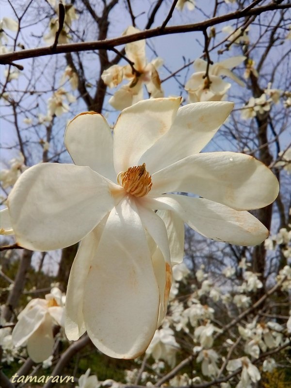 Магнолия Лёбнера (Magnolia × loebneri)