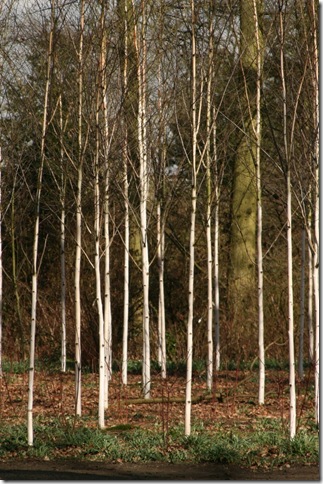 Betula utilis var. jacquemontii