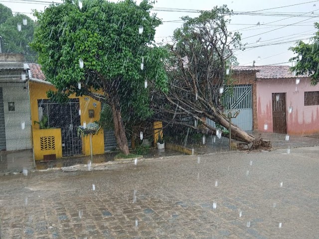 Chuva forte derruba árvore e provoca pontos de alagamento em Belém, PB
