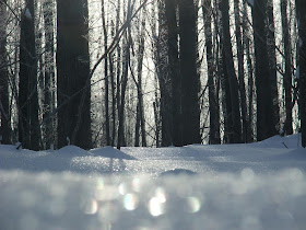 snowy forest, trees in ice, winter nature