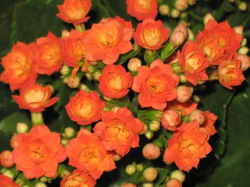 Friday s Special Of potted plants  and my Kalanchoe