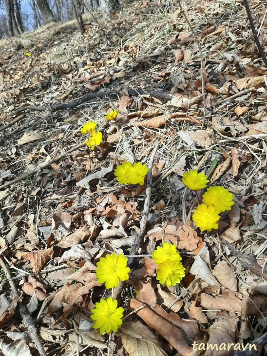 Adonis amurensis