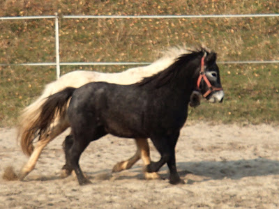 konie, kucyki, jazda konna, użądlenie u koni, choroba konia, leczenie rany na kłębie
