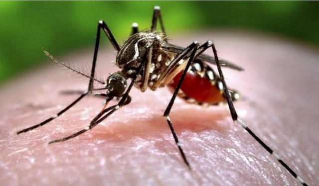 Sambutan Hari Nyamuk Sedunia - Bahaya Denggi - AlamBlogr