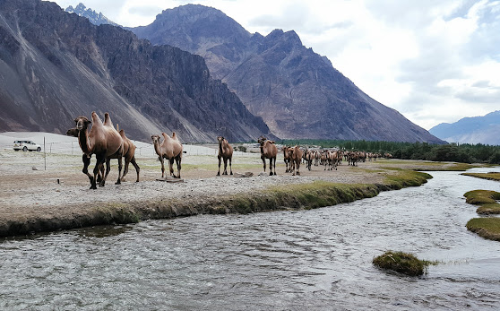 nubra valley ladakh images