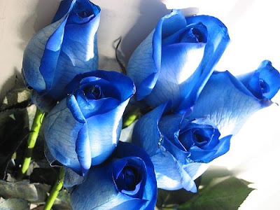 اسباب التسمم الغذائي الوقاية التسمم blue_roses_2222.jpg