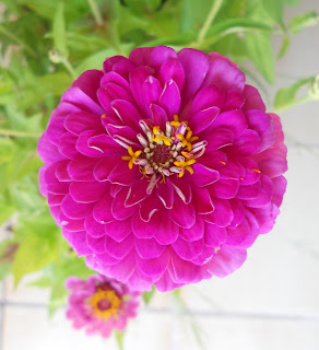 flor zinnia