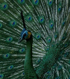 Know Your Green peafowl (Pavo muticus)