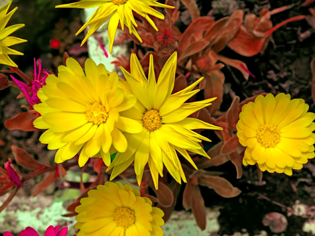 Yellow flowers