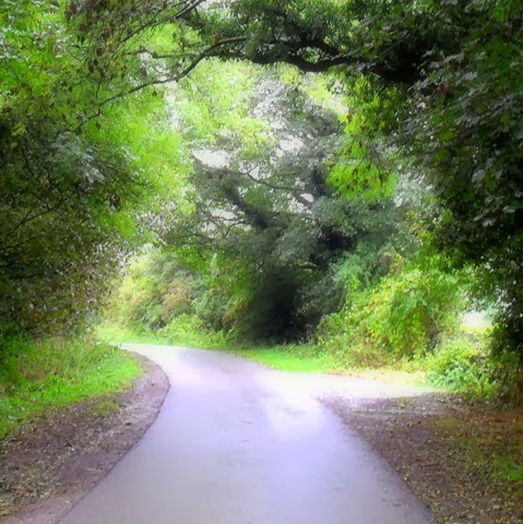 sycamore - laughton lane - october 2013 - follow a tree