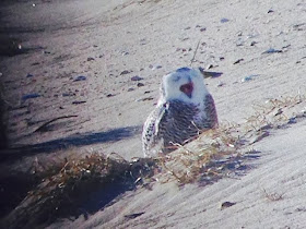 Snowy Owl, Sandy Hook, Hidden New Jersey