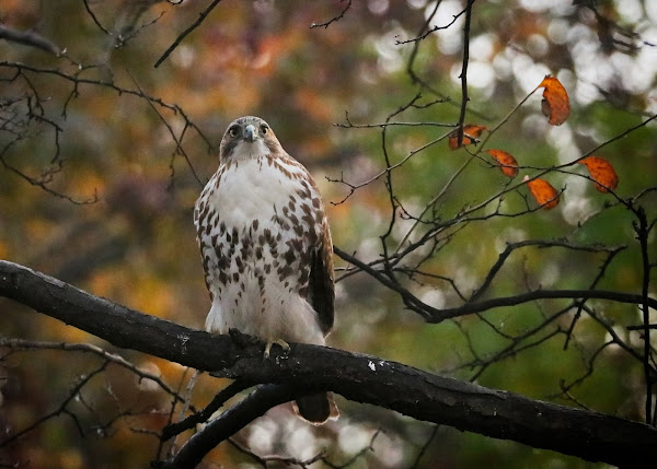 Immature red-tailed hawk perched in a tree