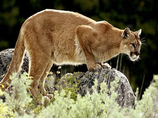 mountain lion