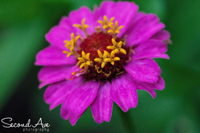 nature, 100mm f/2.8 Macro, macro photography, project 52, Virginia photographer, flowers, trees, 