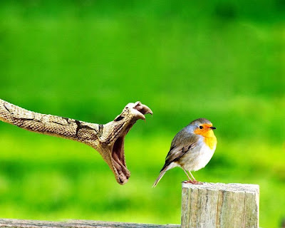 Incredible Wildlife Photography Seen On www.coolpicturegallery.net