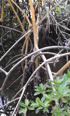 Mangrove forest at Anne Kolb Nature Center, Hollywood, Florida